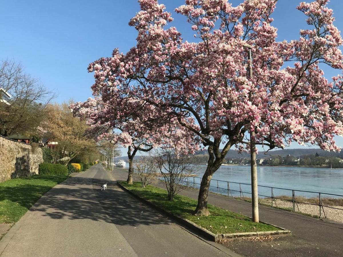 Ferienhaus Rheinperle Mit Garten In Remagen Am Rhein - Naehe Bonn Villa Ngoại thất bức ảnh